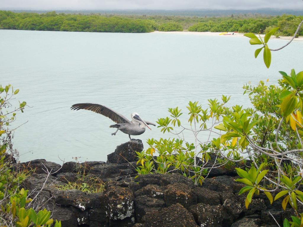 Hotel Pelican Bay Puerto Ayora (Galapagos Islands) Exterior foto